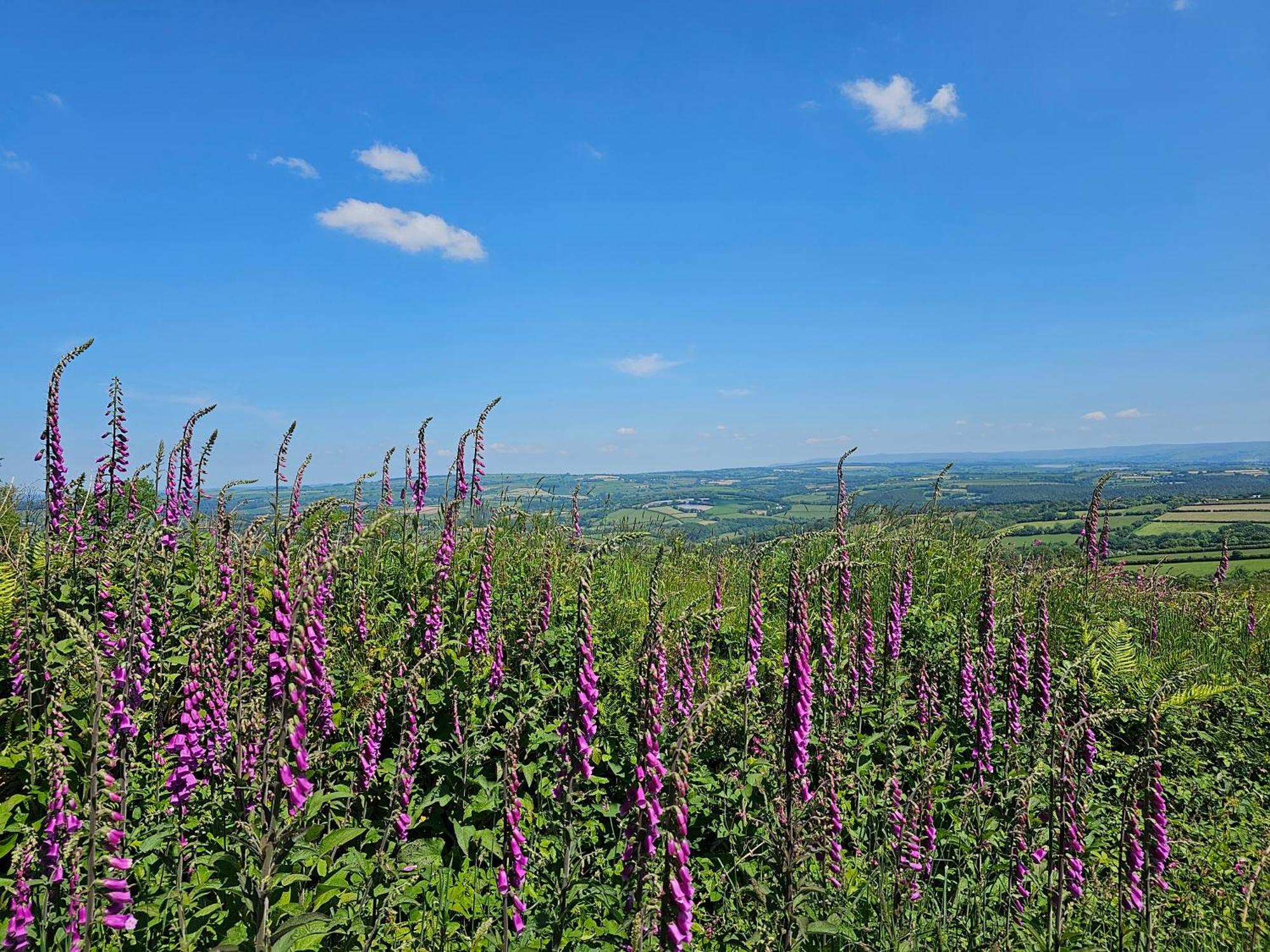 Summit Camping Kit Hill Cornwall Panoramic Views Grass Pitch From 15Pn Or Bella Bell Tent 75Pn Callington Exterior foto